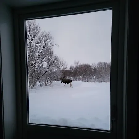 Aurora Andoya * Skarstein (Andoya)